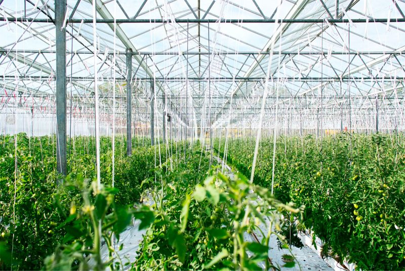 Agriculture: Smart Greenhouses and Beyond